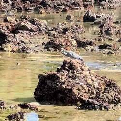 Heron catches a snack!