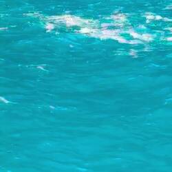 So many bait fish coming to the surface!