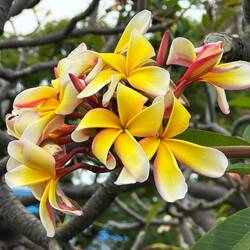 Eine Plumeris