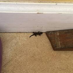 Ein kleiner Besucher, der zur Tür herein huschte...