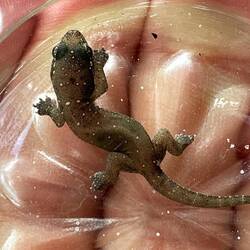 ...und auch gleich wieder erfolgreich eingefangen und der Freiheit übergeben wurde