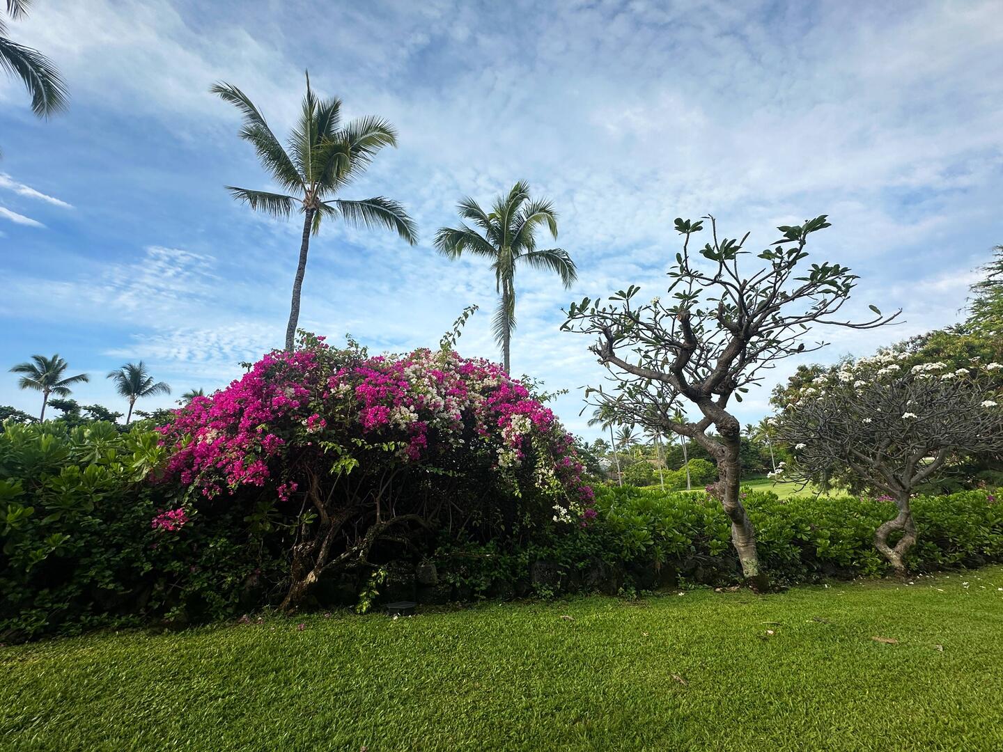 Unsere Aussicht aus der Wohnung. Gleich dahinter ist der Golfplatz