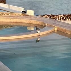 Immer wieder kommen Möven zum trinken