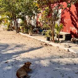 Frühstück kaufen gehen, wir kennen mittlerweile fast alle Hunde