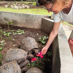 Lite mindre sköldpaddor som behövde skyddas