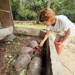 Hibiskosblommor var favoritmat