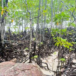 Mangrove-träsk växte runt ön