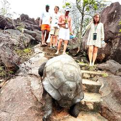 Fantastiska djur som trots sin vikt kan klättra i trappor!