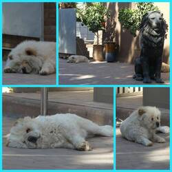 Diese 4 " Wachhunde" nehmen ihren Job nicht sooo ernst🤣