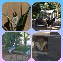 ... und diverses anderes Getier....