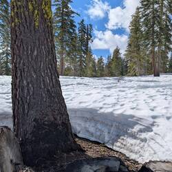 Fast disappearing, less than 3 ft already.