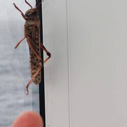 Da hat sich offenbar ein blinder Passagier in Afrika an Bord geschummelt.... 😱