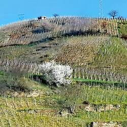 Weingärten(cote du Rhone)