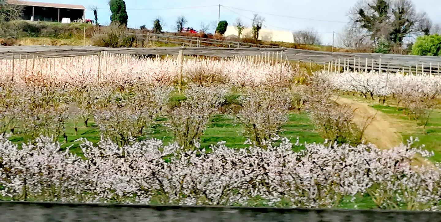 Vorbei an blühenden Bäumen