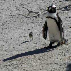 zwei schräge Vögel
