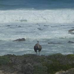 Strauß am Meer