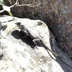 Südliche Felsenagame