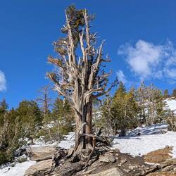 A bristlecone pine, some live to be the oldest trees on earth