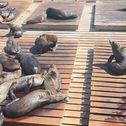 Die Robben an der Pier