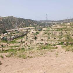 Herde von Kamelen, die hier offensichtlich gezüchtet werden