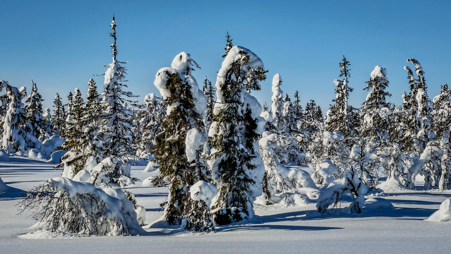 Dino 🦖 und der Bär 🐻