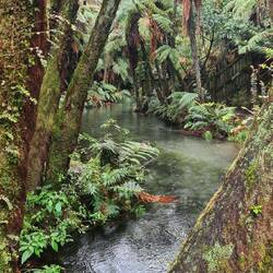 Waldweg zur heiligen Quelle