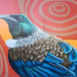 Tui - einer DER Vögel in NZ