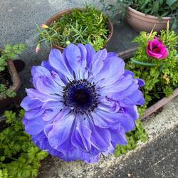 I can't pass up a pretty flower!