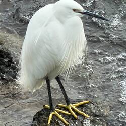 Okay Mom, you're up? How many feathers to name this bird? I can do it 4!