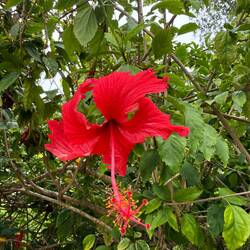 Trädgården var fylld med tropiska växter