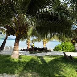 En lummig trädgård med många kokospalmer