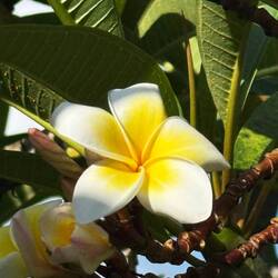 Hela träd med dessa underbara blommor