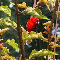 Och hundratals fåglar i alla regnbågens färger