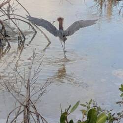 Er tänzelt vor uns rum