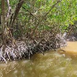Im Mangrovenwald