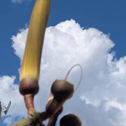 Die noch geschlossene Blüte