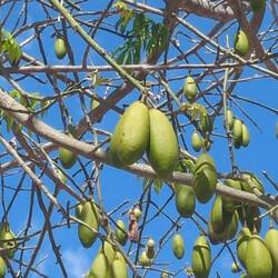 Kapokbaum, der heilige Baum der Maja, (keine Avocado)