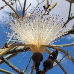 Der Rasierpinselbaum in weiß