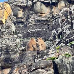 Affen gab es überall