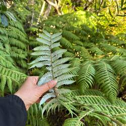 Silver Fern