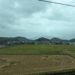 They have rice fields just about everywhere!