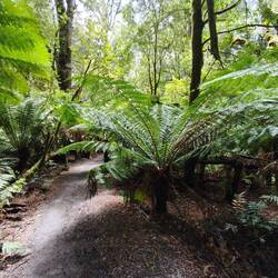 Maits Rest Rainforrest Walk