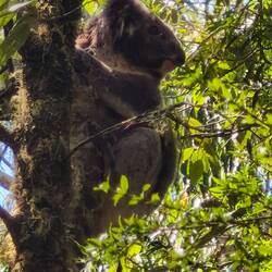 süsser Koala beim Maits Rest Rainforrest Walk.....
