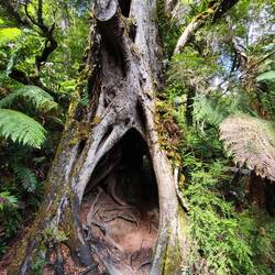 Maits Rest Rainforrest Walk