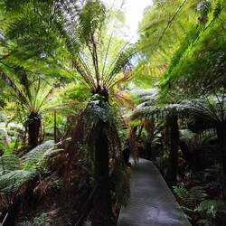 Maits Rest Rainforrest Walk