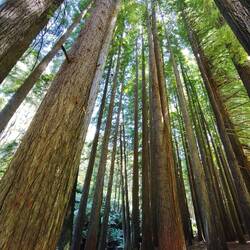 Redwoods Otways...