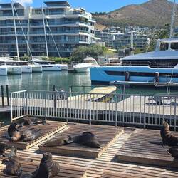 Die Robben an der Anlegestelle