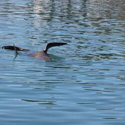 Auch im Hafenbecken gabs Robben