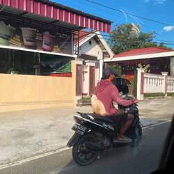 Indonesische Chatze so cooler aus die ihr Schwiz