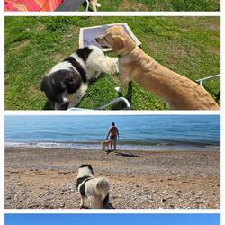 Unsere neue Fremdenführerin 🐾 ... sie weicht keinen Schritt von uns ... wir nennen sie Hella 😄🤗